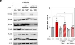 Fig.4.D showing Western Blotting from the publication: HERC2 deficiency activates C-RAF/MKK3/p38 signalling pathway altering the cellular response to oxidative stress.