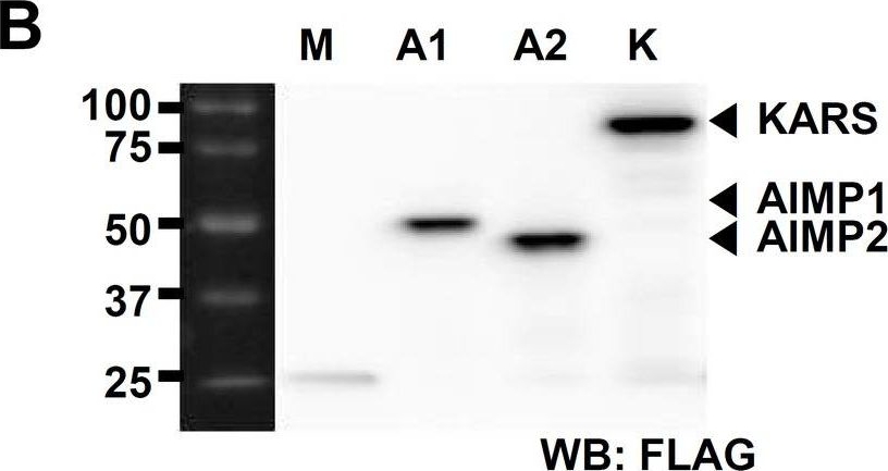 Fig.1.B showing Western Blotting in a Homo sapiens (Human) sample from the publication: Reinvestigation of aminoacyl-tRNA synthetase core complex by affinity purification-mass spectrometry reveals TARSL2 as a potential member of the complex.