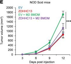 Fig.6.E from the publication: S-acyl transferase ZDHHC13 modulates tumor microenvironment interactions to suppress metastasis in melanoma models.