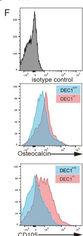 Fig.1.F showing Flow cytometry/Cell sorting in a Mus musculus (House mouse) sample from the publication: DEC1 regulates osteoblast proliferation and differentiation via the RUNX2 signaling pathway: Insights into the molecular mechanism of DEC1-mediated transcriptional regulation in bone metabolism.