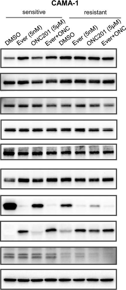Fig.4.A showing Western Blotting in a Homo sapiens (Human) sample from the publication: ONC201/TIC10 enhances durability of mTOR inhibitor everolimus in metastatic ER+ breast cancer.