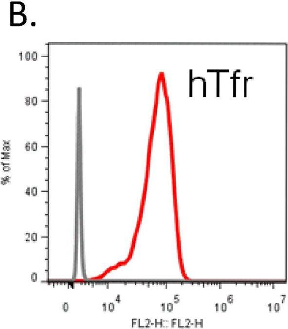 Fig.2.B showing Immuno-assay in a Homo sapiens (Human) sample from the publication: Application of In vitro transcytosis models to brain targeted biologics.