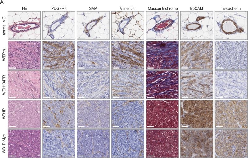 Fig.1.A showing Immunohistochemistry in a Mus musculus (House mouse) sample from the publication: CD26-negative and CD26-positive tissue-resident fibroblasts contribute to functionally distinct CAF subpopulations in breast cancer.