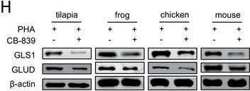 Fig.7.H showing Western Blotting from the publication: Glutamine Metabolism Underlies the Functional Similarity of T Cells between Nile Tilapia and Tetrapod.