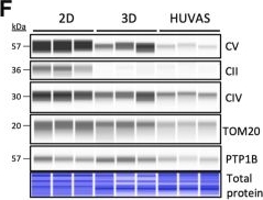 Fig.3.F showing Simple Western - Size in a Homo sapiens (Human) sample from the publication: Aerobic glycolysis drives differentiation of unilocular adipocytes.