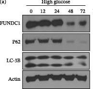 Fig.1.A showing Western Blotting in an Armoracia rusticana (Horseradish) sample from the publication: FUNDC1-Associated Regulation of Mitochondrial Function Is Crucial for Preventing Endothelial Injury in Hyperglycemia.