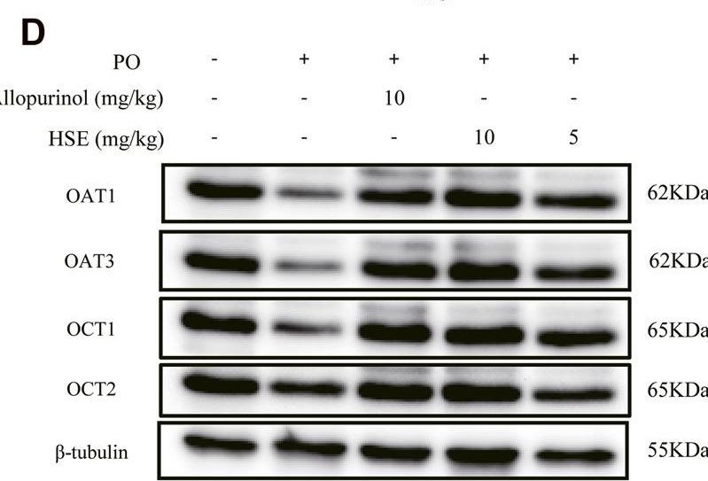 Fig.7.D showing Western Blotting in a Mus musculus (House mouse) sample from the publication: Anti-hyperuricemia effect of hesperetin is mediated by inhibiting the activity of xanthine oxidase and promoting excretion of uric acid.