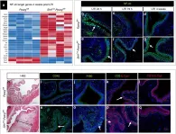 Fig.10.A showing Immunohistochemistry-immunofluorescence from the publication: Pparg promotes differentiation and regulates mitochondrial gene expression in bladder epithelial cells.