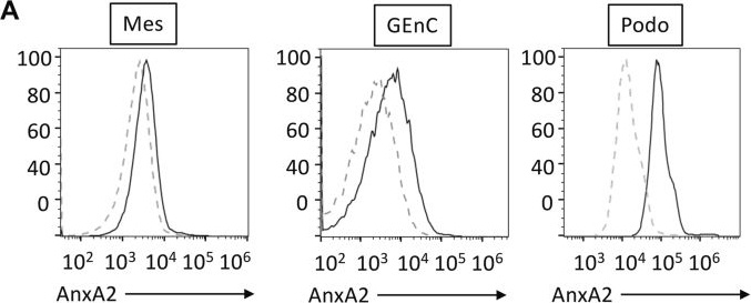 Fig.2.A showing Flow cytometry/Cell sorting from the publication: Annexin A2 interferes with complement regulation within the glomerulus.