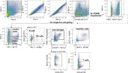 Fig.2.A showing Flow cytometry/Cell sorting in a Mus musculus (House mouse) sample from the publication: The regional distribution of resident immune cells shapes distinct immunological environments along the murine epididymis.