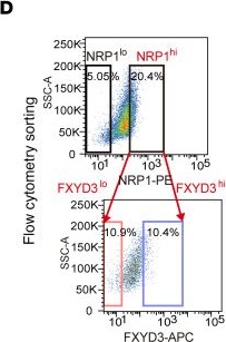Fig.3.D showing Flow cytometry/Cell sorting from the publication: FXYD3 functionally demarcates an ancestral breast cancer stem cell subpopulation with features of drug-tolerant persisters.