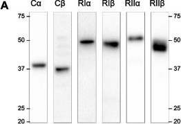 Fig.2.A showing Western Blotting in a Rattus norvegicus (Rat) sample from the publication: Synaptic retrograde regulation of the PKA-induced SNAP-25 and Synapsin-1 phosphorylation.