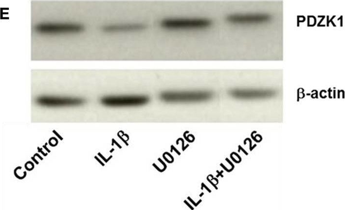 Fig.5.E showing Western Blotting in a Homo sapiens (Human) sample from the publication: IL-1β-Induced Downregulation of the Multifunctional PDZ Adaptor PDZK1 Is Attenuated by ERK Inhibition, RXRα, or PPARα Stimulation in Enterocytes.