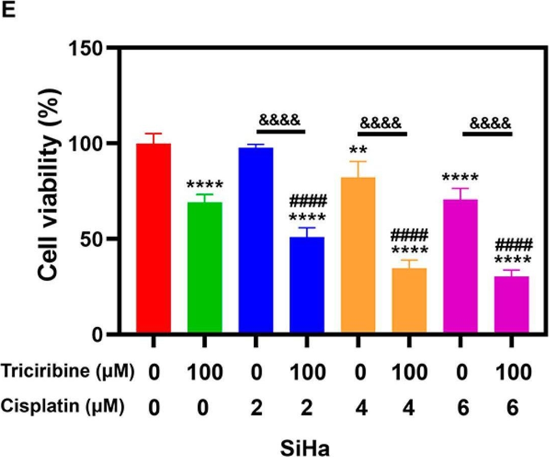 Fig.5.E from the publication: The Role of ZNF275/AKT Pathway in Carcinogenesis and Cisplatin Chemosensitivity of Cervical Cancer Using Patient-Derived Xenograft Models.