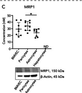 Fig.2.C showing Western Blotting from the publication: All Blood Brain Barrier Cell Types Demonstrate Capability to Influence Differential Tenofovir and Emtricitabine Metabolism and Transport in the Brain.