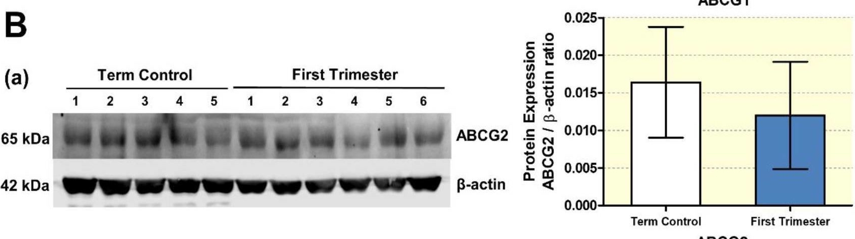 Fig.9.B showing Western Blotting in a Homo sapiens (Human) sample from the publication: Dysregulated Autophagy Leads to Oxidative Stress and Aberrant Expression of ABC Transporters in Women with Early Miscarriage.