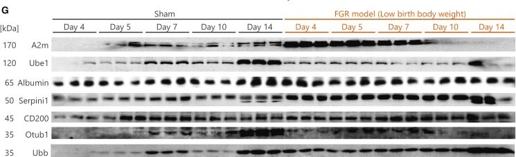 Fig.4.G showing Western Blotting from the publication: Biomarkers for early detection and monitoring of abnormal brain development in mild fetal growth restriction.