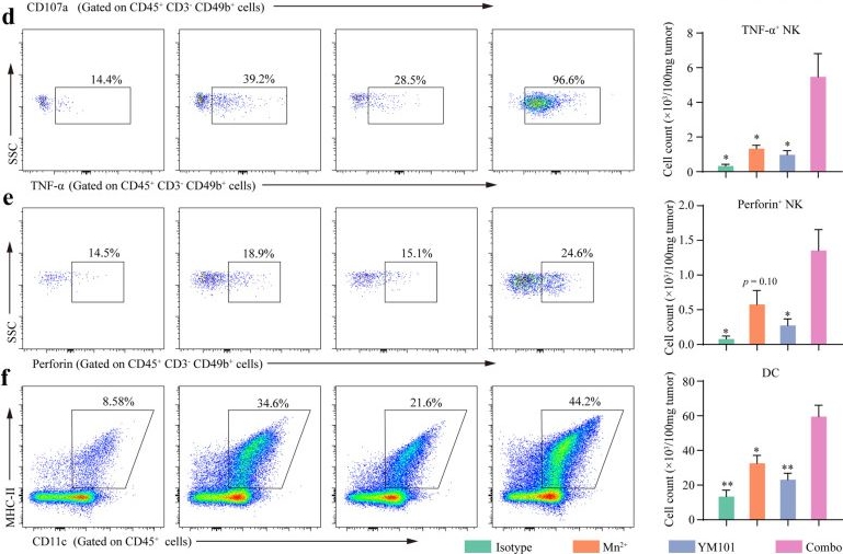 Fig.7.D showing Flow cytometry/Cell sorting in a Mus musculus (House mouse) sample from the publication: Combine and conquer: manganese synergizing anti-TGF-β/PD-L1 bispecific antibody YM101 to overcome immunotherapy resistance in non-inflamed cancers.