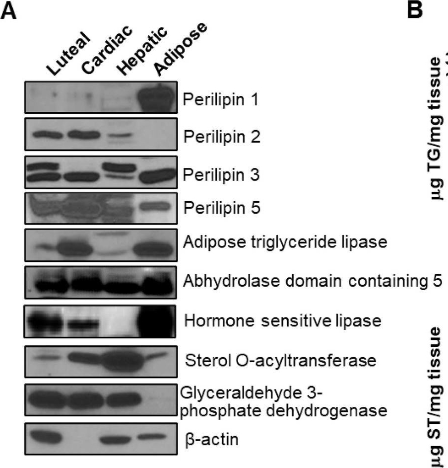 Formation and characterization of lipid droplets of the bovine corpus luteum.