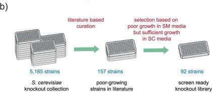 Fig.1.B from the publication: Spontaneously established syntrophic yeast communities improve bioproduction.