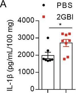 Fig.5.A showing Enzyme-linked immunosorbent assay from the publication: A small molecule directly targets NLRP3 to promote inflammasome activation and antitumor immunity.