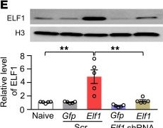 Fig.4.E showing Western Blotting from the publication: A nerve injury-specific long noncoding RNA promotes neuropathic pain by increasing Ccl2 expression.