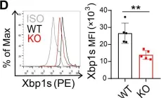 Fig.5.D showing Flow cytometry/Cell sorting from the publication: Fibrinogen-like protein 2 promotes tumor immune suppression by regulating cholesterol metabolism in myeloid-derived suppressor cells.