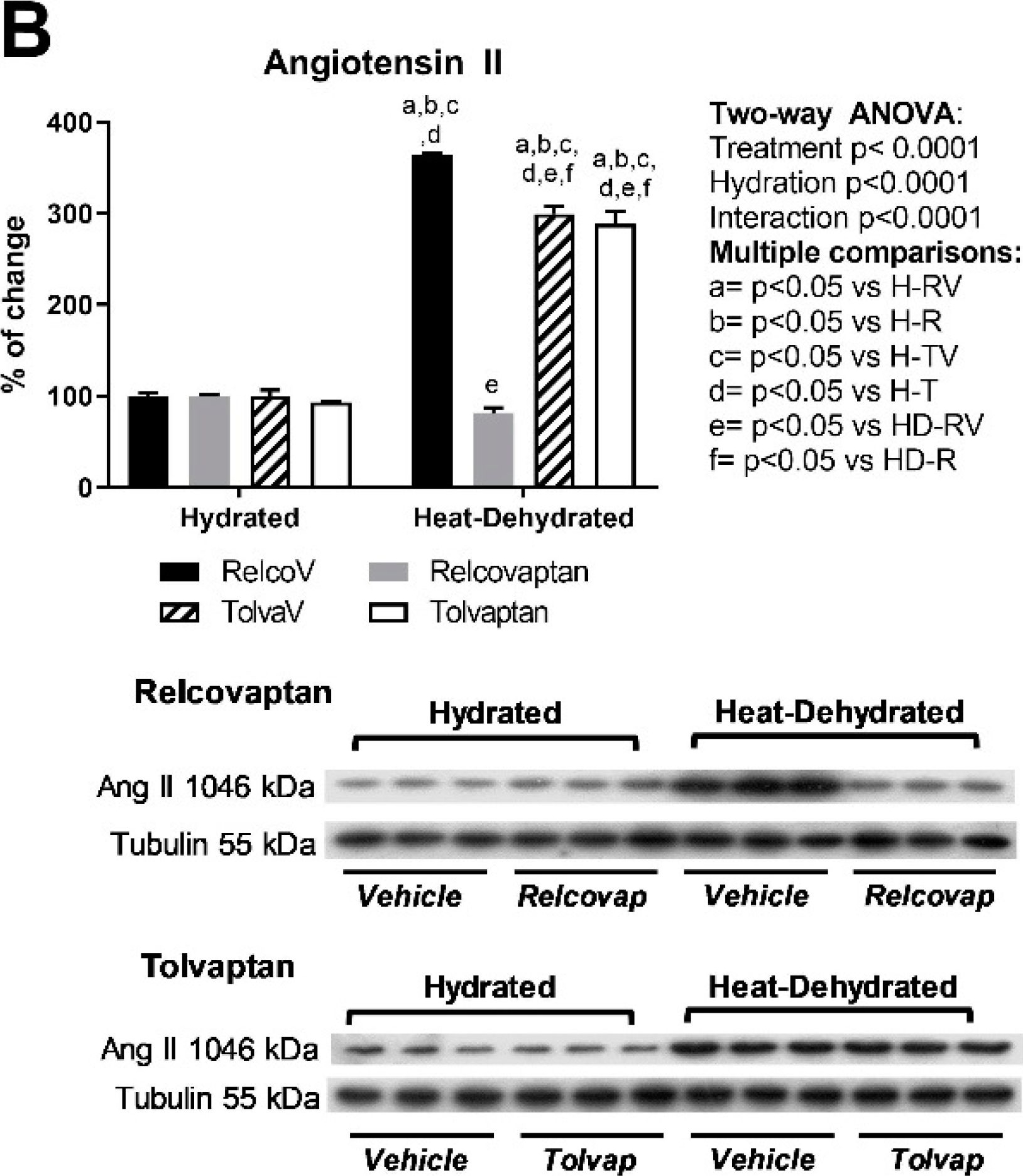 Fig.4.B showing Western Blotting in a Rattus norvegicus (Rat) sample from the publication: A Role for Both V1a and V2 Receptors in Renal Heat Stress Injury Amplified by Rehydration with Fructose.