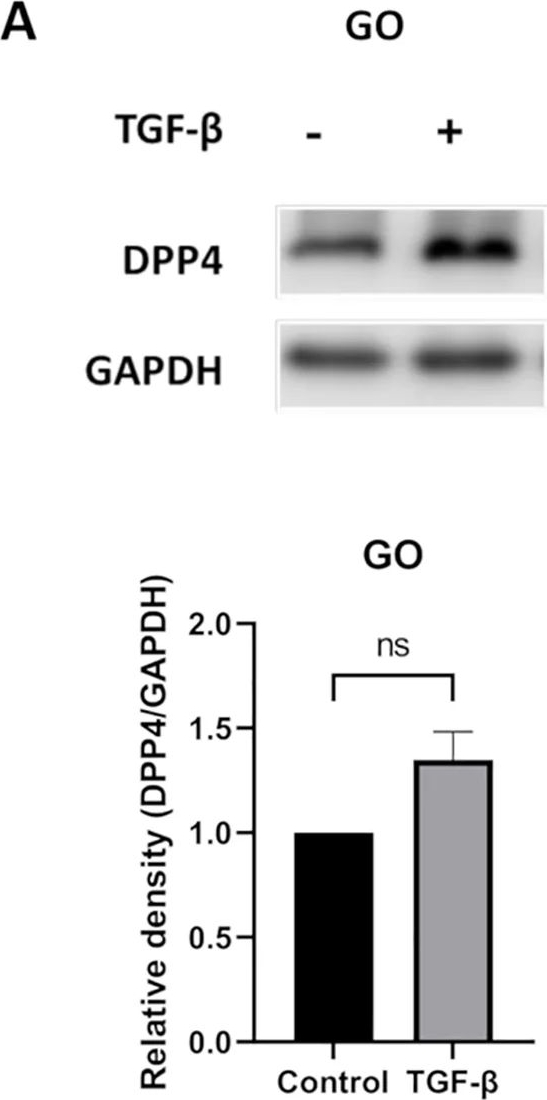Fig.1.A showing Western Blotting in a Homo sapiens (Human) sample from the publication: Dipeptidyl peptidase-4 inhibitors suppress myofibroblastic differentiation and hyaluronan synthesis in Graves' orbitopathy fibroblasts.