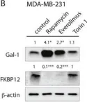 Fig.6.B showing Western Blotting from the publication: Rapalogs can promote cancer cell stemness in vitro in a Galectin-1 and H-ras-dependent manner.