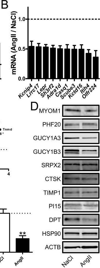 Fig.1.B showing Western Blotting from the publication: Hypertension reduces soluble guanylyl cyclase expression in the mouse aorta via the Notch signaling pathway.