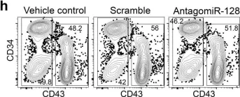 Fig.4.H showing Flow cytometry/Cell sorting from the publication: Haematopoietic stem and progenitor cell heterogeneity is inherited from the embryonic endothelium.