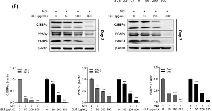 Fig.3.F showing Western Blotting in a Mus musculus (House mouse) sample from the publication: Zingiber officinale Leaf Subcritical Water Extract Suppresses Adipogenesis and Lipogenesis in 3T3-L1 Adipocytes via the AMPK-SREBP-1c Signaling Pathway.