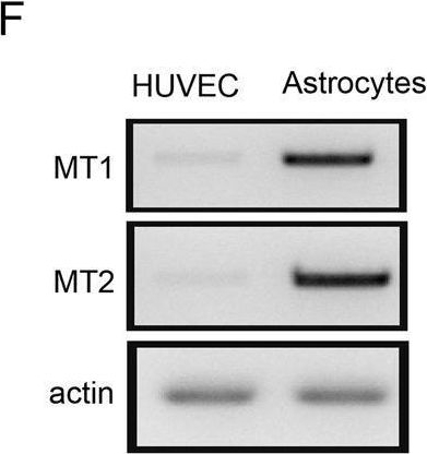 Fig.5.F showing Western Blotting in a Homo sapiens (Human) sample from the publication: Melatonin-induced ApoE expression in mouse astrocytes protects endothelial cells from OGD-R induced injuries.