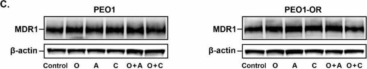 Fig.4.C showing Western Blotting in a Homo sapiens (Human) sample from the publication: Olaparib-Resistant BRCA2MUT Ovarian Cancer Cells with Restored BRCA2 Abrogate Olaparib-Induced DNA Damage and G2/M Arrest Controlled by the ATR/CHK1 Pathway for Survival.