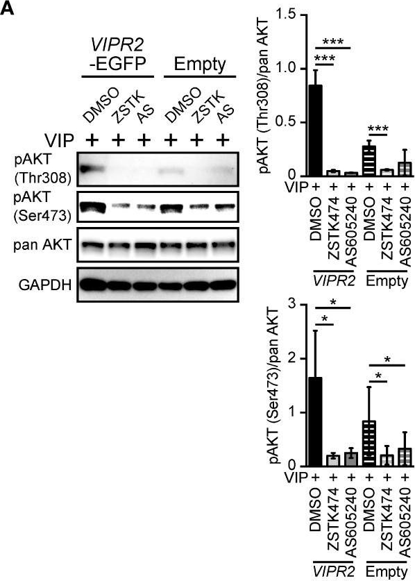 Fig.4.A showing Western Blotting in a Homo sapiens (Human) sample from the publication: Vasoactive intestinal peptide-VIPR2 signaling regulates tumor cell migration.