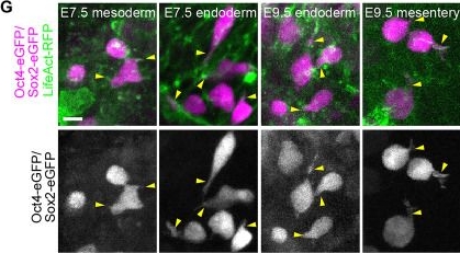 Fig.1.G from the publication: Primordial germ cells experience increasing physical confinement and DNA damage during migration in the mouse embryo.