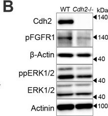 Fig.5.B showing Western Blotting from the publication: Cdh2, a downstream target of Hes7, regulates somitogenesis by supporting FGF signalling.