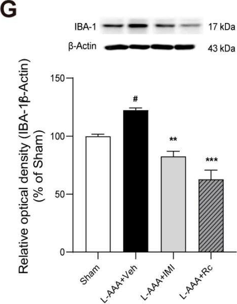Fig.3.G showing Western Blotting in a Mus musculus (House mouse) sample from the publication: Antidepressant Effects of Ginsenoside Rc on L-Alpha-Aminoadipic Acid-Induced Astrocytic Ablation and Neuroinflammation in Mice.