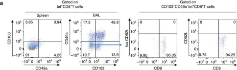 Fig.2.A showing Flow cytometry/Cell sorting in a Mus musculus (House mouse) sample from the publication: Induction of resident memory T cells enhances the efficacy of cancer vaccine.