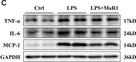 Fig.2.C showing Western Blotting in a Mus musculus (House mouse) sample from the publication: Maresin 1 Attenuates Lipopolysaccharide-Induced Acute Kidney Injury via Inhibiting NOX4/ROS/NF-κB Pathway.