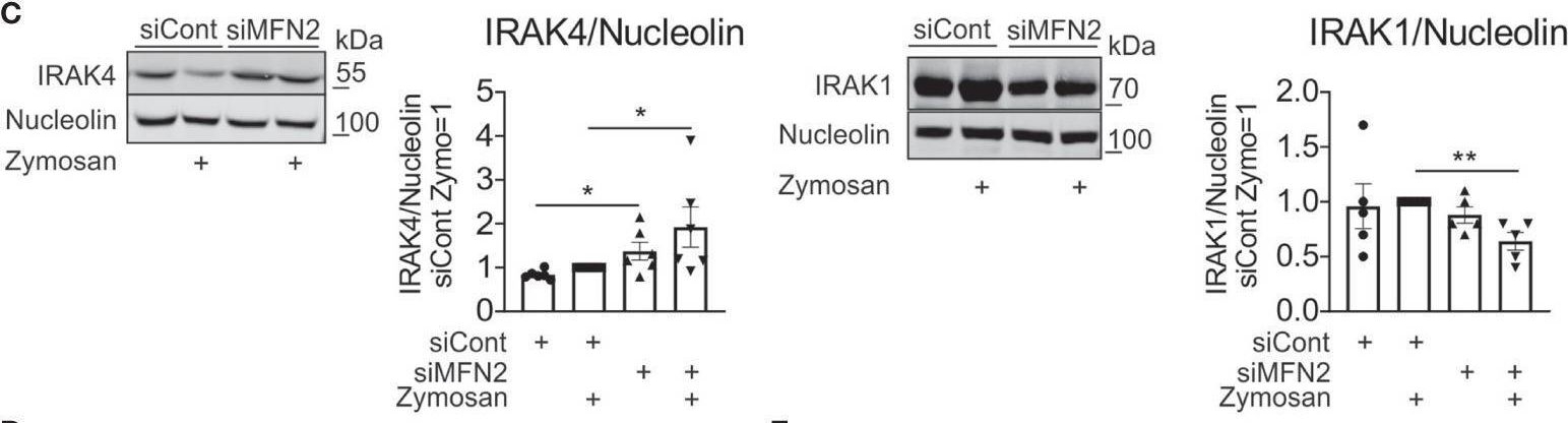 Fig.6.C showing Western Blotting from the publication: Mitofusin 2 Deficiency Causes Pro-Inflammatory Effects in Human Primary Macrophages.