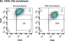 Fig.1.B showing Flow cytometry/Cell sorting in a Homo sapiens (Human) sample from the publication: A Tumor Microenvironment-Driven Network Regulated by STAT3 and p65 Negatively Controls the Enrichment of Cancer Stem Cells in Human HR+/HER2- Breast Cancer.