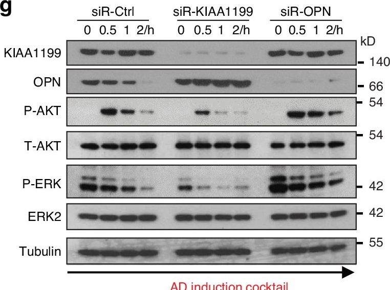 Fig.7.G showing Western Blotting from the publication: KIAA1199 (CEMIP) regulates adipogenesis and whole-body energy metabolism.