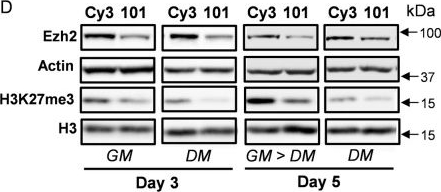 Fig.2.D showing Western Blotting from the publication: MicroRNA-101a enhances trabecular bone accrual in male mice.