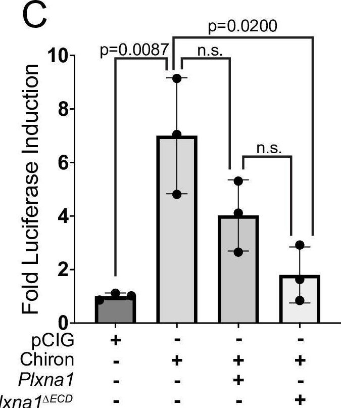 Fig.3.C from the publication: Plexins promote Hedgehog signaling through their cytoplasmic GAP activity.