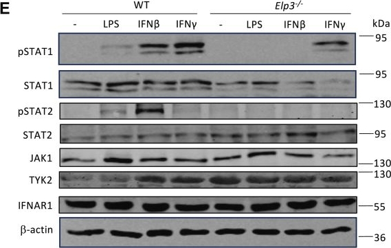 Fig.5.E showing Western Blotting from the publication: Elongator is required for pattern recognition receptor and type I interferon signaling in macrophages.