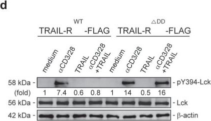Fig.5.D showing Western Blotting from the publication: Association of TRAIL receptor with phosphatase SHP-1 enables repressing T cell receptor signaling and T cell activation through inactivating Lck.