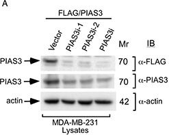 Fig.3.A showing Western Blotting in a Homo sapiens (Human) sample from the publication: The PIAS3-Smurf2 sumoylation pathway suppresses breast cancer organoid invasiveness.