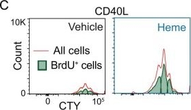 Fig.6.C showing Flow cytometry/Cell sorting from the publication: Heme enhances B-cell proliferation and plasma cell formation through reduced p21 and Rb expression.